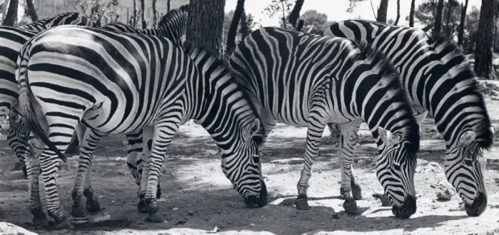 Framed Print : Herd of zebra in a sunny, wooded area Framed Print : Herd of zebra in a sunny, wooded area
