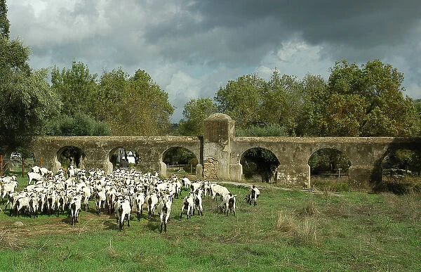 Herder, goats and roman aqueduct. Valverde, near Evora. Port