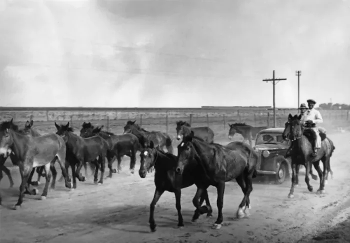 Framed Print : Herding Horses Framed Print : Herding Horses
