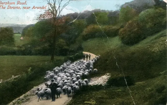 Framed Print : Herding Sheep on the Burpham Road, Burpham, Sussex Framed Print : Herding Sheep on the Burpham Road, Burpham, Sussex