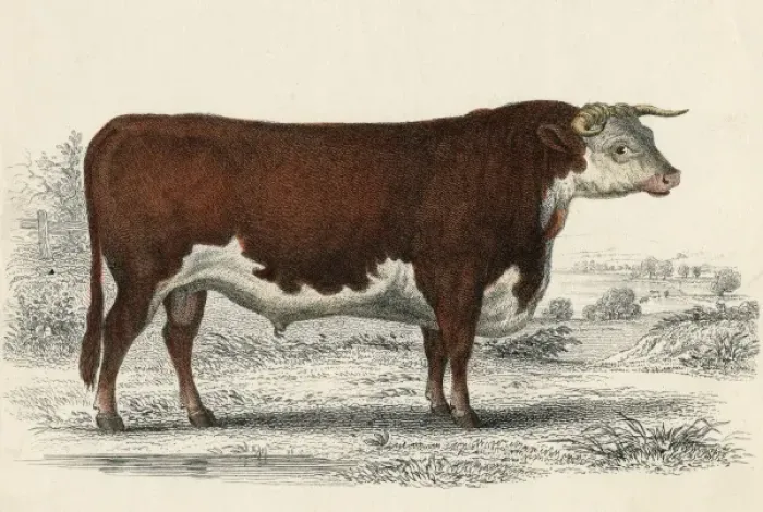 Framed Print : A Hereford or Herefordshire Bull Framed Print : A Hereford or Herefordshire Bull