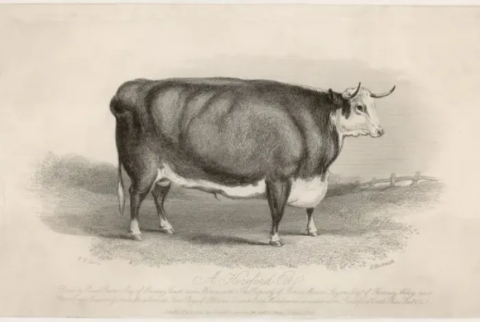 Framed Print : Hereford Ox Framed Print : Hereford Ox