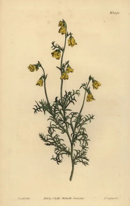Framed Print : Hermannia confusa Framed Print : Hermannia confusa