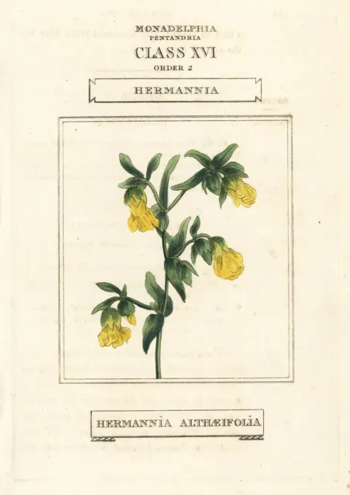 Framed Print : Hermannia, Hermannia althaeifolia Framed Print : Hermannia, Hermannia althaeifolia