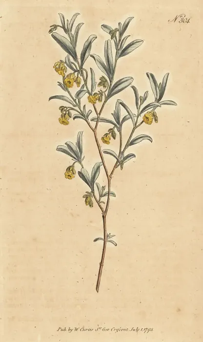 Framed Print : Hermannia lavandulifolia