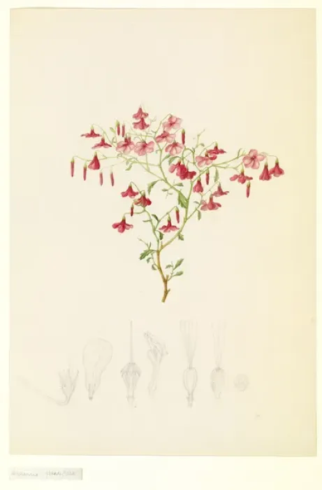 Framed Print : Hermannia sp Framed Print : Hermannia sp