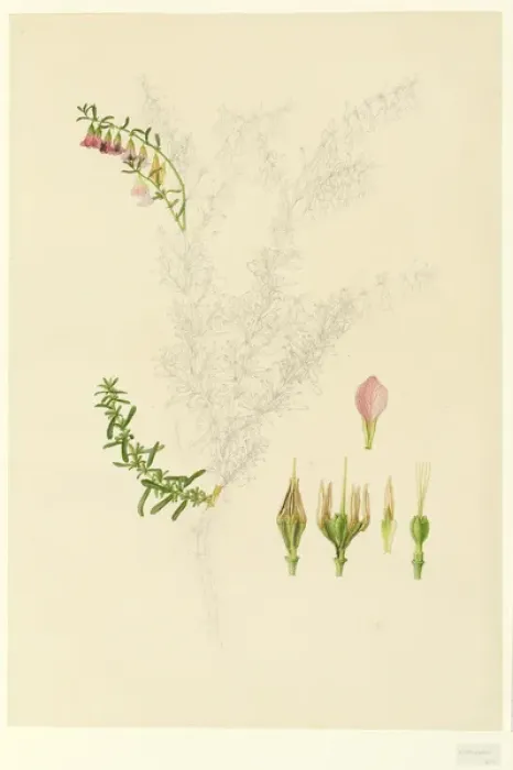 Framed Print : Hermannia sp Framed Print : Hermannia sp