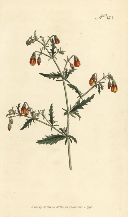 Framed Print : Hermannia species Framed Print : Hermannia species