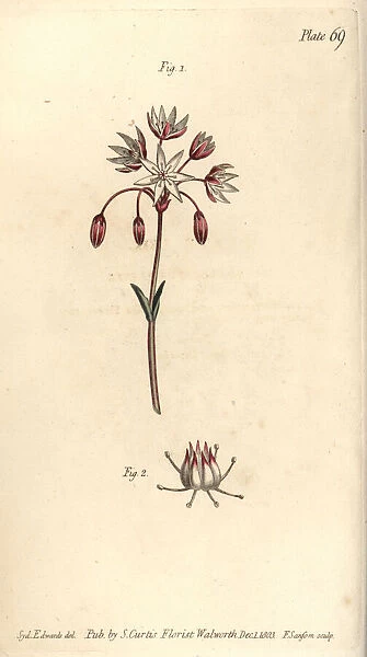 Hermaphrodite flower with seven pistilla