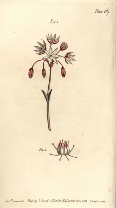 Framed Print : Hermaphrodite flower with seven pistilla Framed Print : Hermaphrodite flower with seven pistilla