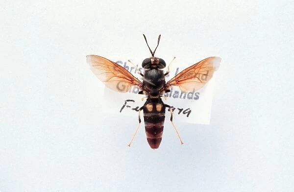 Hermetia illucens, soldier fly