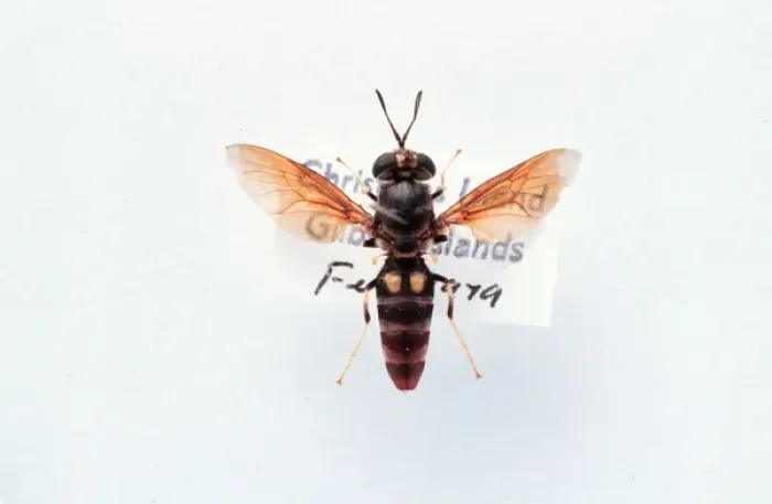Framed Print : Hermetia illucens, soldier fly Framed Print : Hermetia illucens, soldier fly