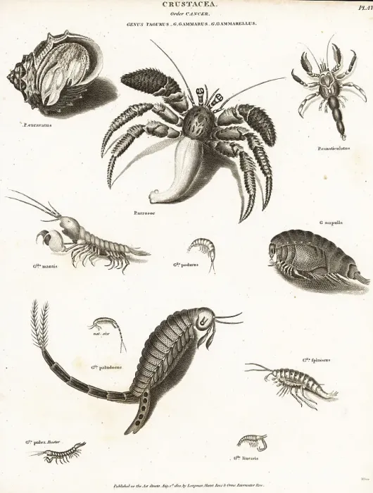 Framed Print : Hermit crabs, mantis shrimp and amphipods Framed Print : Hermit crabs, mantis shrimp and amphipods