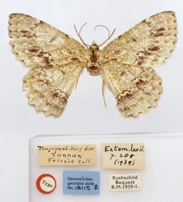 Framed Print : Herochroma mansfieldi, moth Framed Print : Herochroma mansfieldi, moth