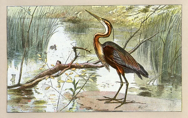 A heron.. 1907