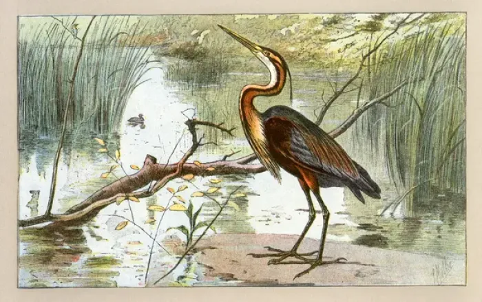Framed Print : A heron.. 1907 Framed Print : A heron.. 1907