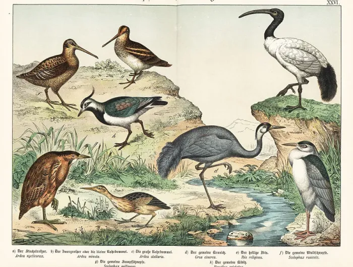 Framed Print : Heron, bitterns, ibis, snipe, etc Framed Print : Heron, bitterns, ibis, snipe, etc