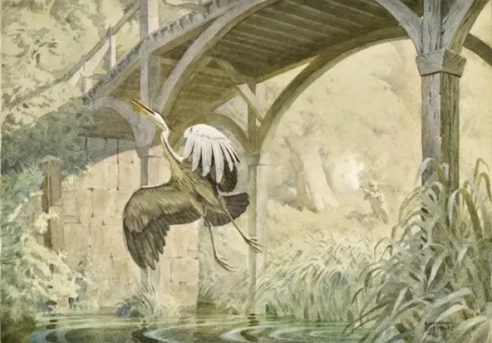 Framed Print : Heron taking flight Framed Print : Heron taking flight