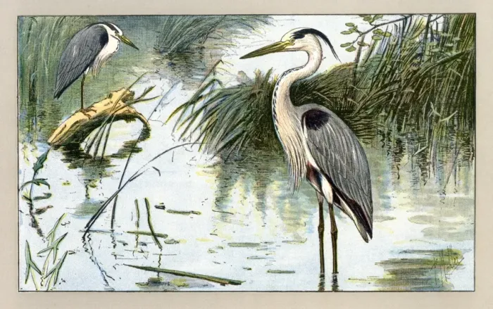 Framed Print : Two herons Framed Print : Two herons