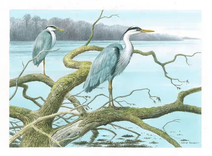 Framed Print : Herons by David Parry Framed Print : Herons by David Parry