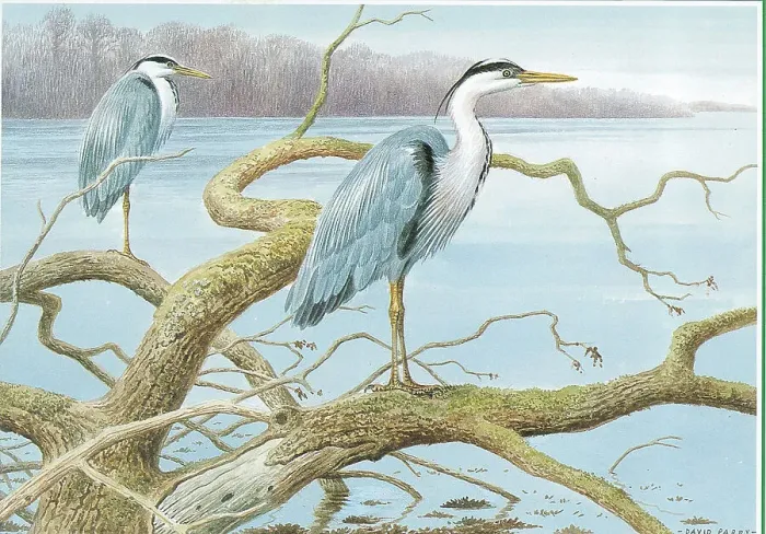 Framed Print : Herons by David Pary Framed Print : Herons by David Pary