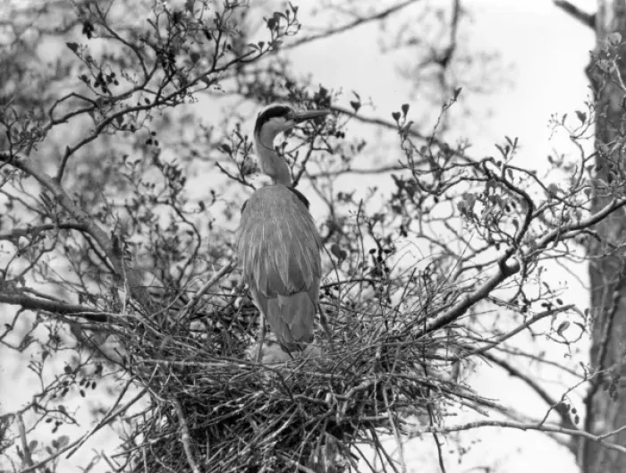 Framed Print : Herons Nest Framed Print : Herons Nest
