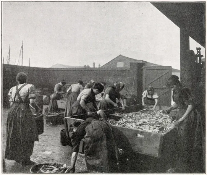 Framed Print : Herring Fishery on the East Coast 1902 Framed Print : Herring Fishery on the East Coast 1902