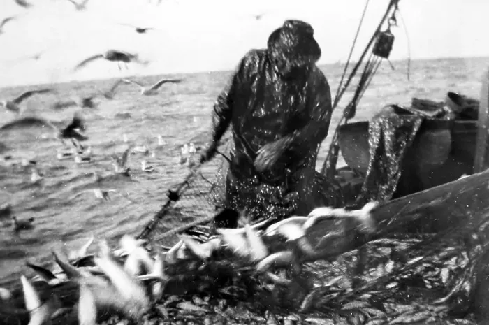 Framed Print : Herring fishing, Great Yarmouth, early 1900s Framed Print : Herring fishing, Great Yarmouth, early 1900s