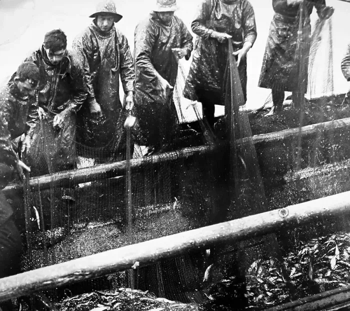 Framed Print : Herring fishing, Great Yarmouth, early 1900s Framed Print : Herring fishing, Great Yarmouth, early 1900s
