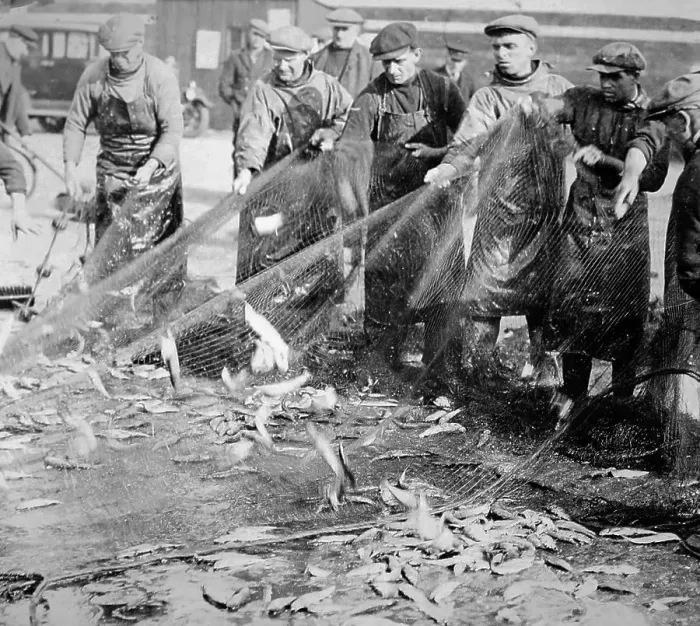 Framed Print : Herring fishing, Great Yarmouth, early 1900s Framed Print : Herring fishing, Great Yarmouth, early 1900s