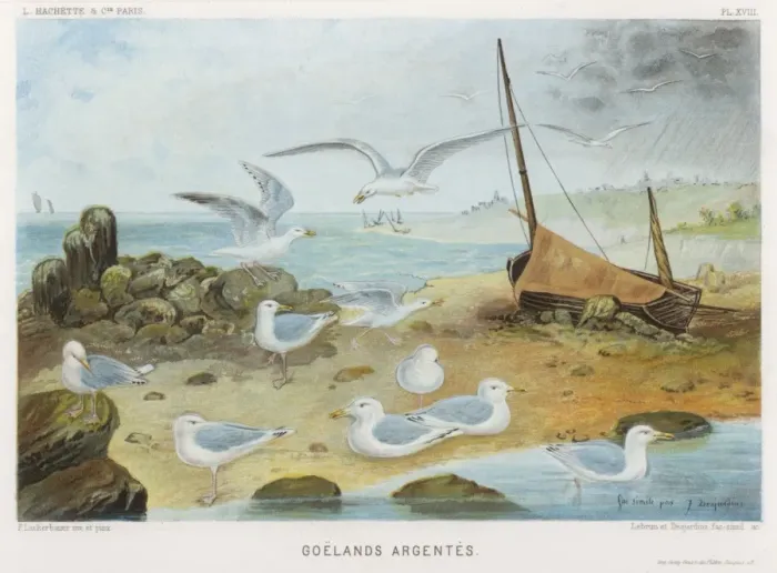 Framed Print : Herring Gulls Framed Print : Herring Gulls