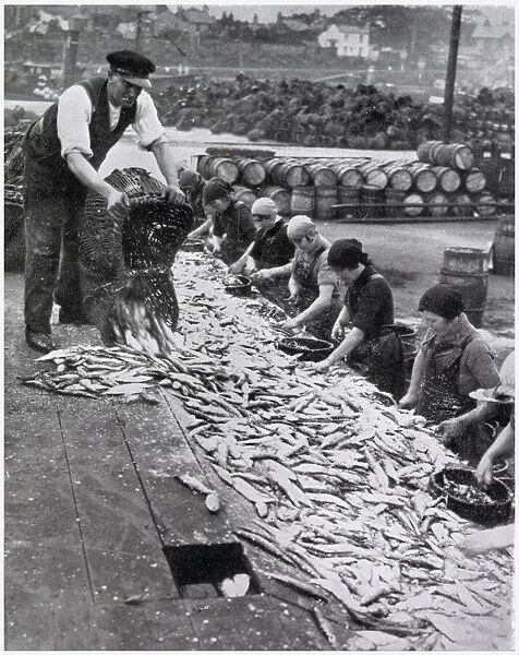 Herring Harvest in Great Yarmouth 1934