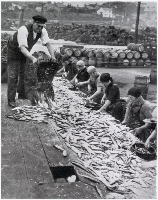 Framed Print : Herring Harvest in Great Yarmouth 1934 Framed Print : Herring Harvest in Great Yarmouth 1934
