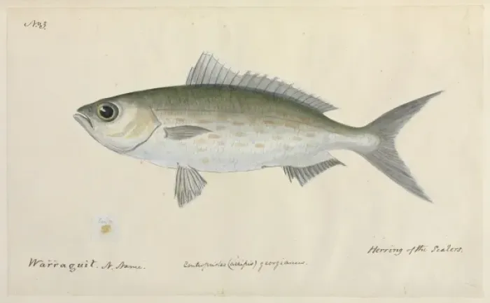 Framed Print : Herring illustration Framed Print : Herring illustration