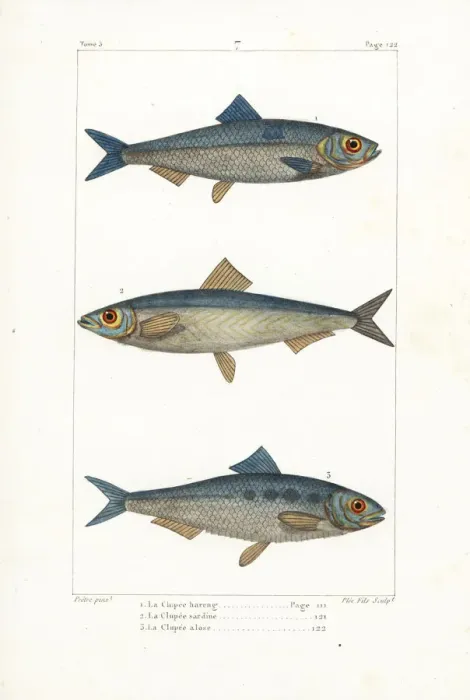 Framed Print : Herring, sprat and shad Framed Print : Herring, sprat and shad