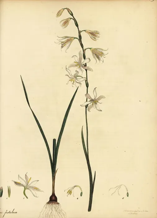Framed Print : Hesperantha radiata, native to South Africa
