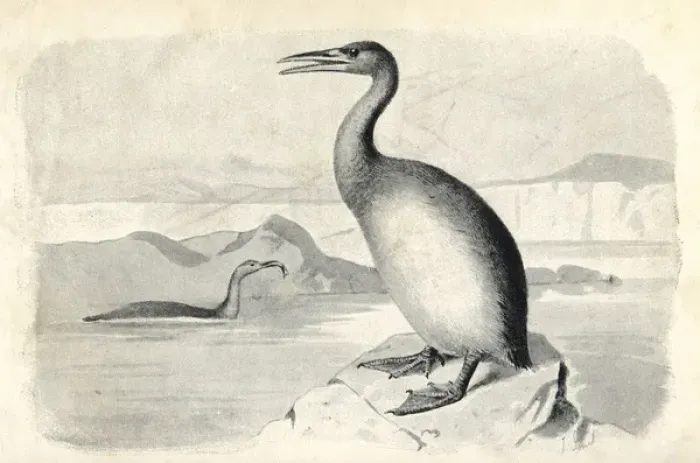 Framed Print : Hesperornis regalis Framed Print : Hesperornis regalis
