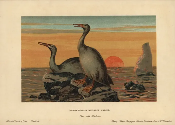Framed Print : Hesperornis regalis, extinct genus of flightless Framed Print : Hesperornis regalis, extinct genus of flightless