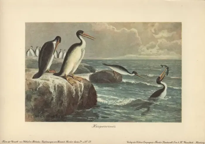 Framed Print : Hesperornis regalis, a species of ancient flightless Framed Print : Hesperornis regalis, a species of ancient flightless