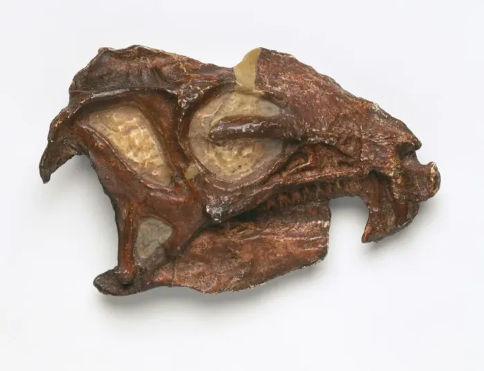 Framed Print : Heterodontosaurus skull Framed Print : Heterodontosaurus skull