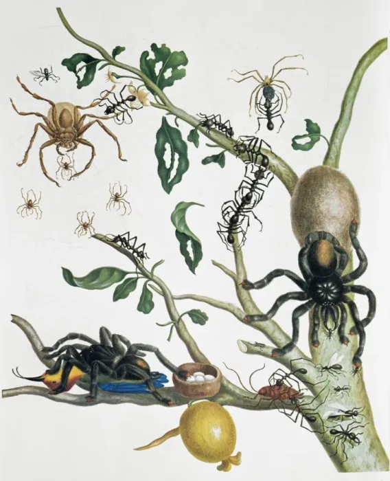 Framed Print : Heteropoda venatoria & Avicularia avicularia Framed Print : Heteropoda venatoria & Avicularia avicularia