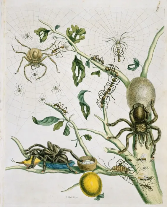 Framed Print : Heteropoda venatoria & Avicularia avicularia Framed Print : Heteropoda venatoria & Avicularia avicularia