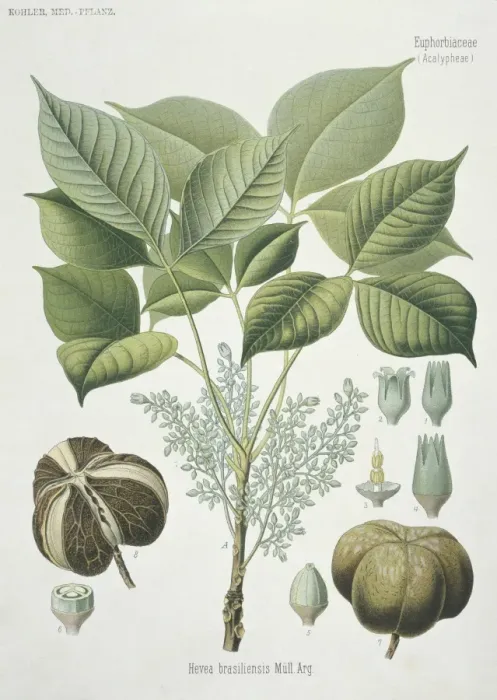 Framed Print : Hevea brasilensis, rubber tree Framed Print : Hevea brasilensis, rubber tree