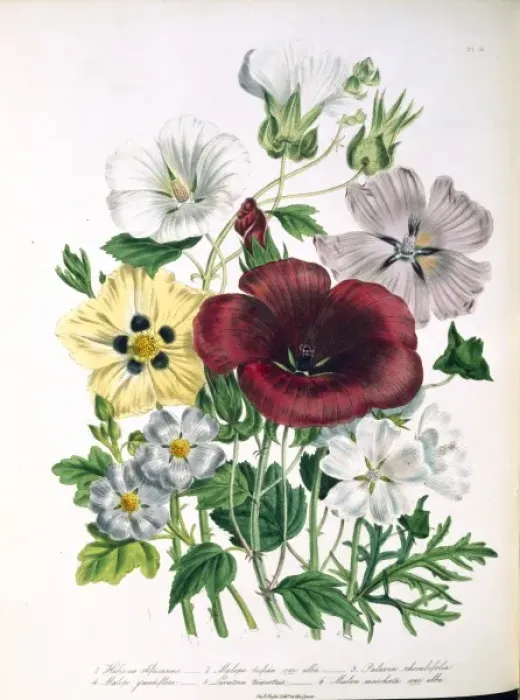 Framed Print : Hibiscus africanus, bladder katmia Framed Print : Hibiscus africanus, bladder katmia