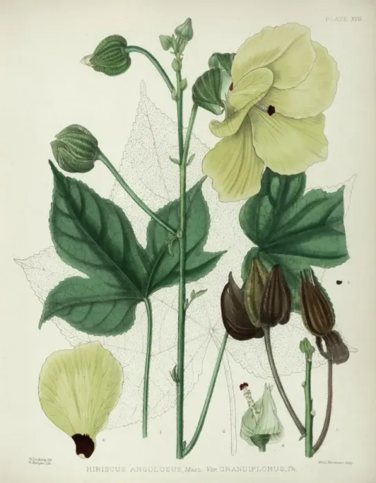 Framed Print : Hibiscus angulosus grandiflorus, yellow hibiscus flower Framed Print : Hibiscus angulosus grandiflorus, yellow hibiscus flower