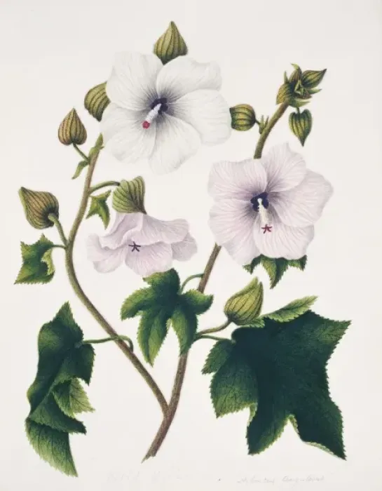 Framed Print : Hibiscus angulosus, wild hibiscus Framed Print : Hibiscus angulosus, wild hibiscus