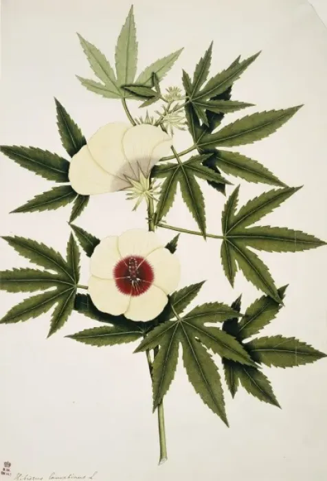 Framed Print : Hibiscus cannabinus, kenaf Framed Print : Hibiscus cannabinus, kenaf