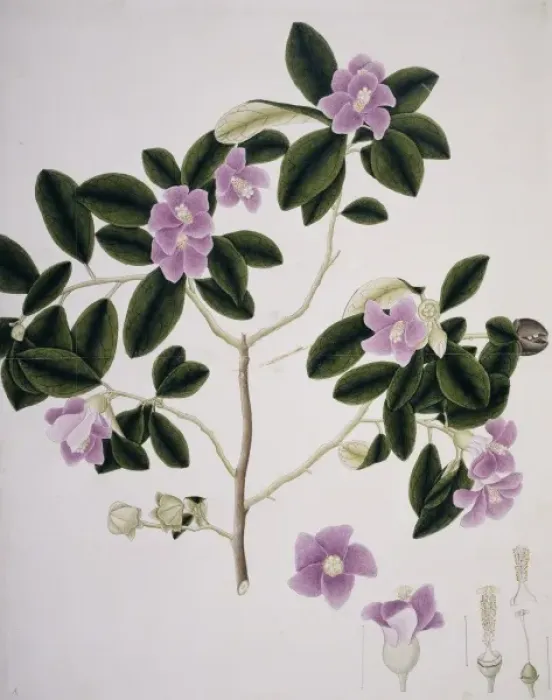 Framed Print : Hibiscus cf. syriacus, Syrian rose Framed Print : Hibiscus cf. syriacus, Syrian rose