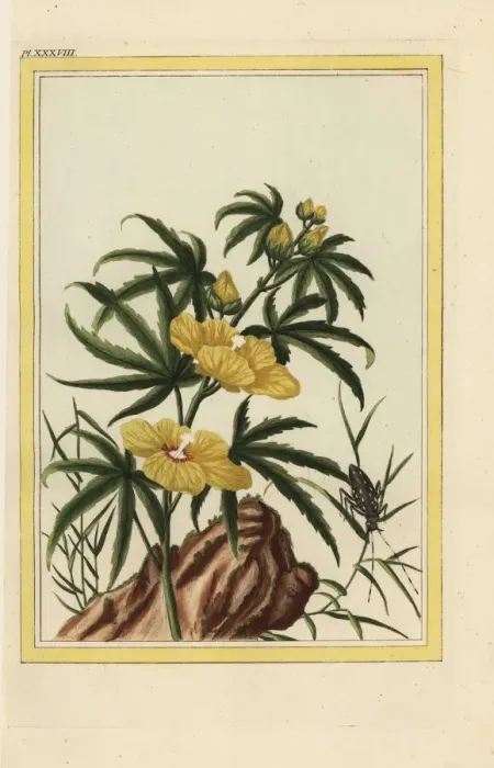 Framed Print : Hibiscus manihot, Abelmoschus manihot Framed Print : Hibiscus manihot, Abelmoschus manihot