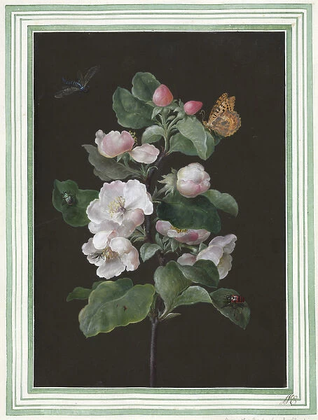 Hibiscus mutabilis, Cotton rose